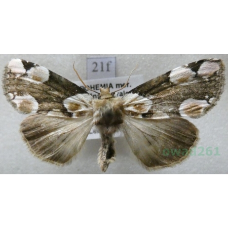 Thyatira batis (Linnaeus, 1758) Plamówka malinówka Czech21f